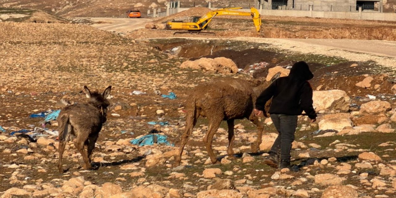 Cizre'de bataklığa düşen eşek kurtarılana kadar yavrusu yanından ayrılmadı