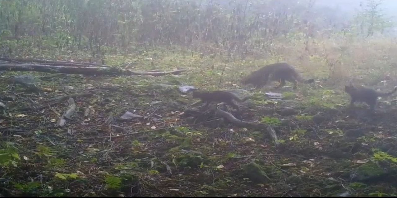 Bursa'da yaban kedisi ve yavruları foto kapanla görüntülendi
