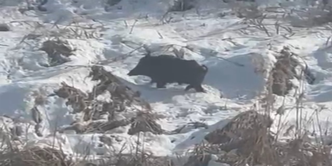 Batman'da aç kalan yaban domuzları yerleşim yerlerine yaklaştı
