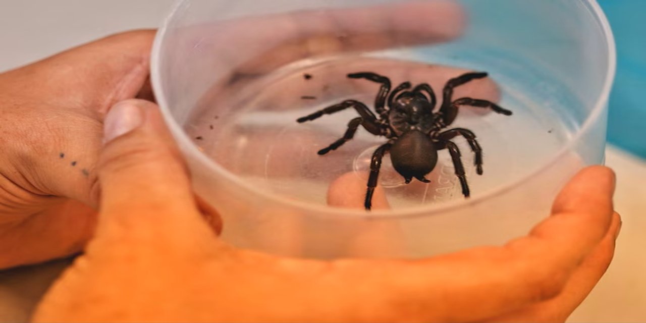 Bilim adamları, kalp krizi ve felç için örümcek zehri bazlı ilaç denemesine başladı