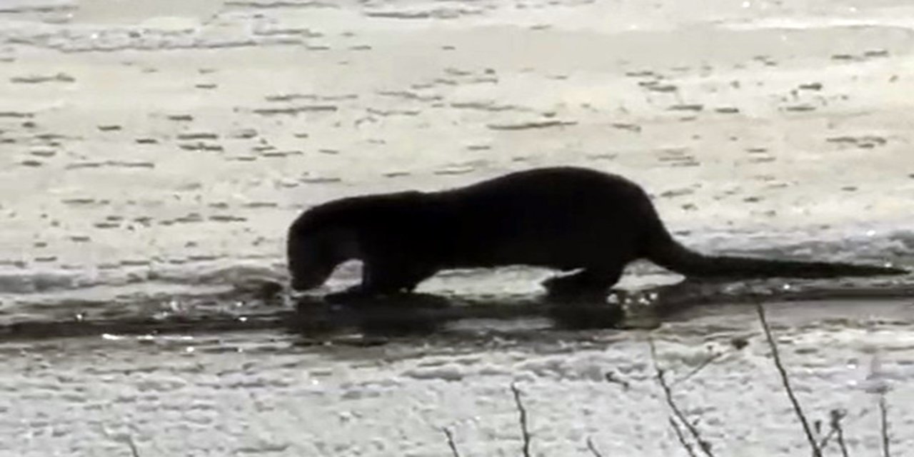 Nesli tükenme tehlikesi ile karşı karşıya olan su samuru Ağrı’da görüntülendi