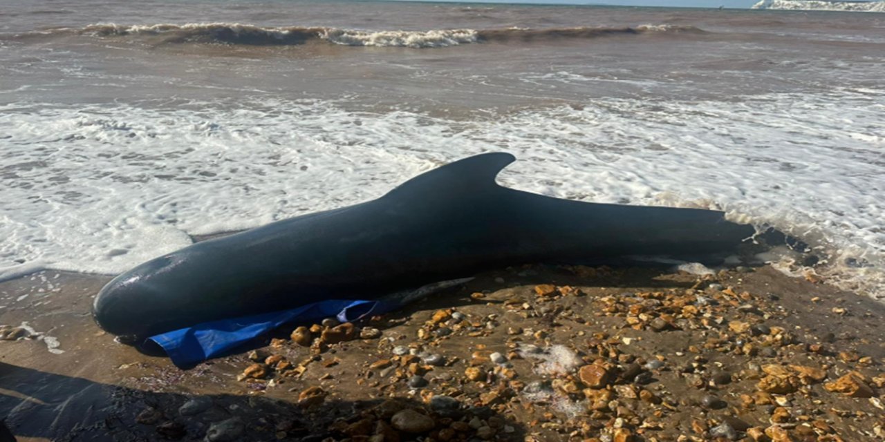 Yeni Zelanda'da onlarca balina karaya vurdu