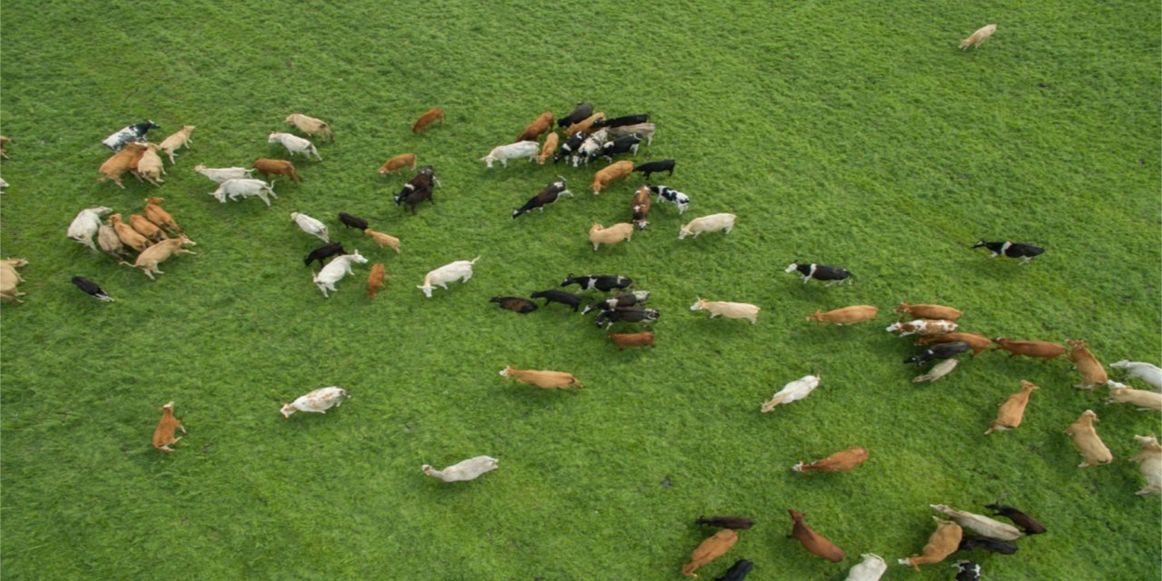 Besilik hayvan ithalatına ilişkin başvurular ileri bir tarihe ertelendi