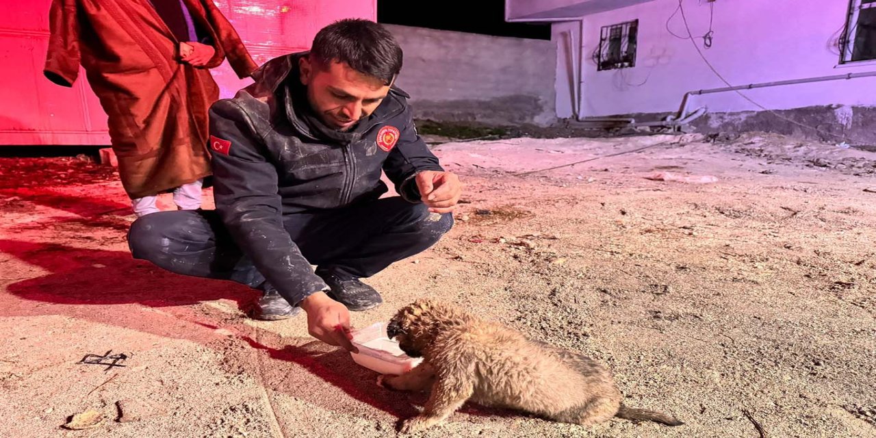 Kuyuya düşen "Yavru boncuk" itfaiye ekiplerince çıkarıldı