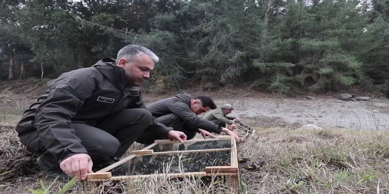 Ele geçirilen 400 saka kuşu doğal yaşamına bırakıldı