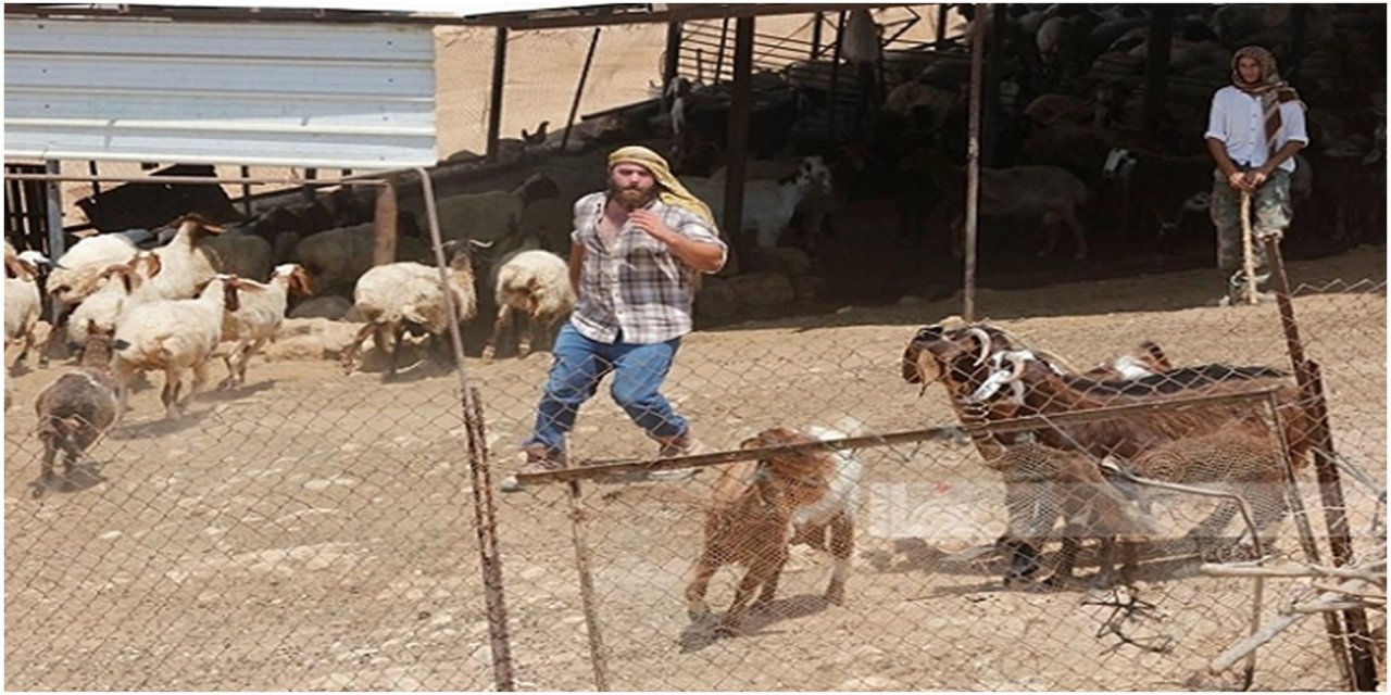 Siyonist Yahudiler Filistinlilere ait 200 küçükbaş hayvanı çaldı
