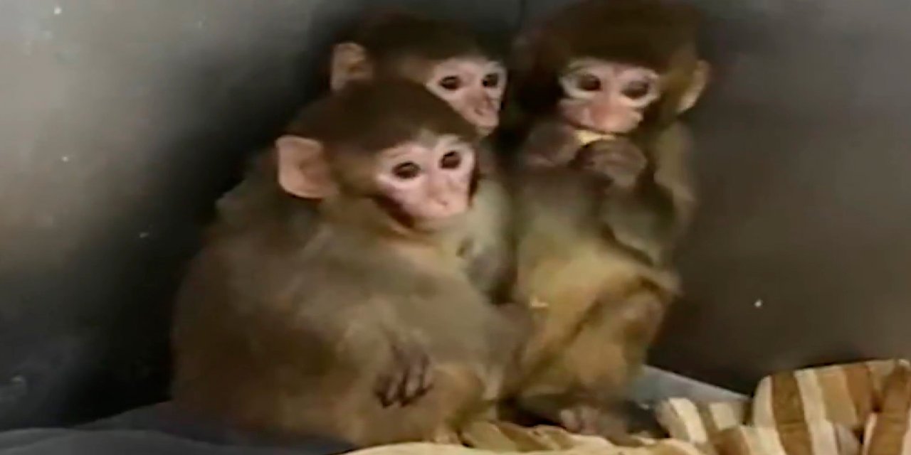 Yasa dışı barındırılan 3 makak maymunu muhafaza altına alındı