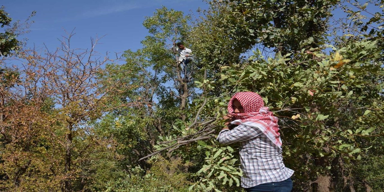 Orman köylüsü ailelere 2,55 milyar liralık ORKÖY desteği