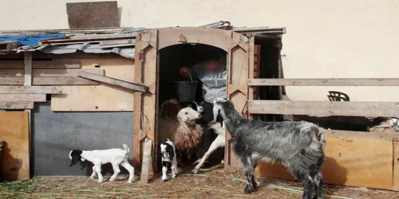 Siyonist askerlerden yeni seviye: Suriye'den keçi çaldılar