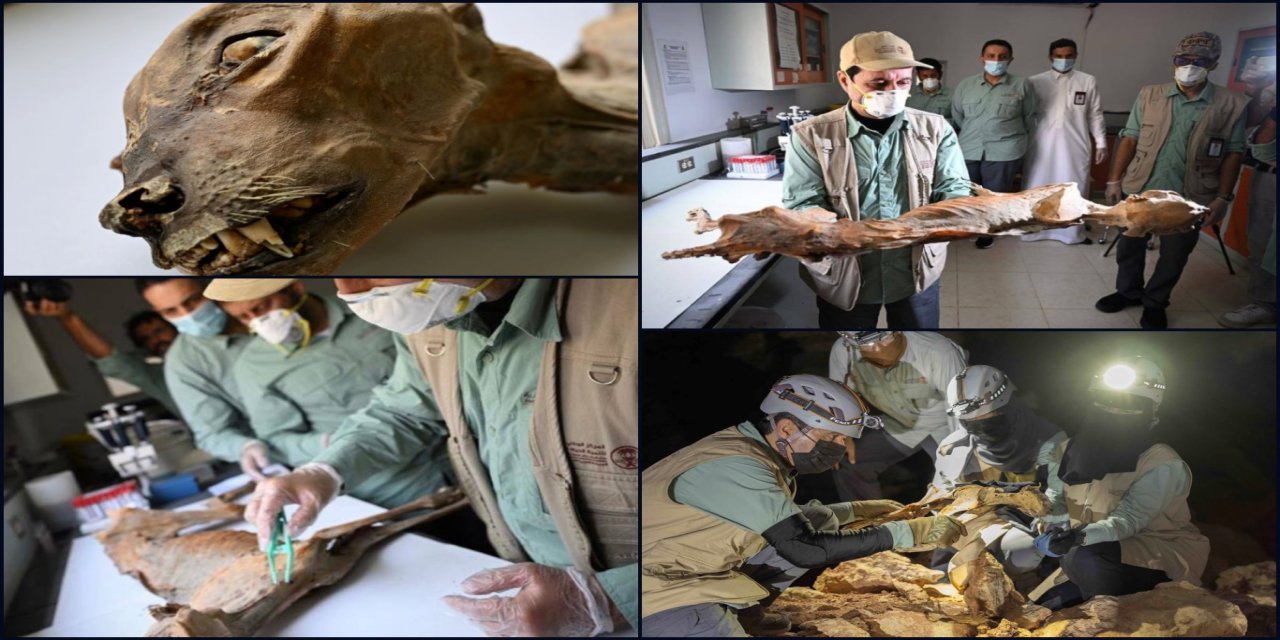 Çöl mağaralarında 1.800 yıllık çita mumyaları