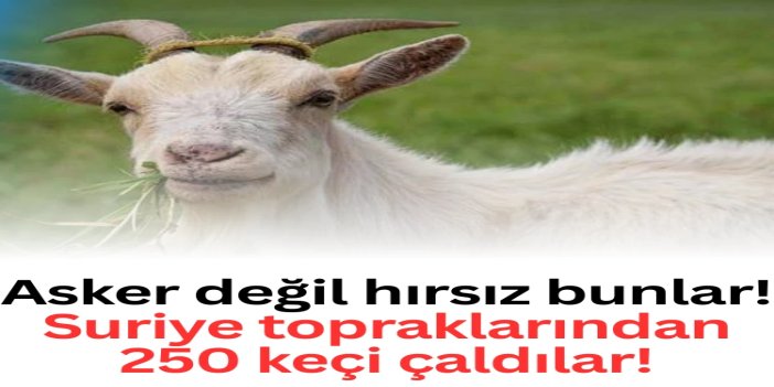 Siyonist askerlerden yeni seviye: Suriye'den keçi çaldılar