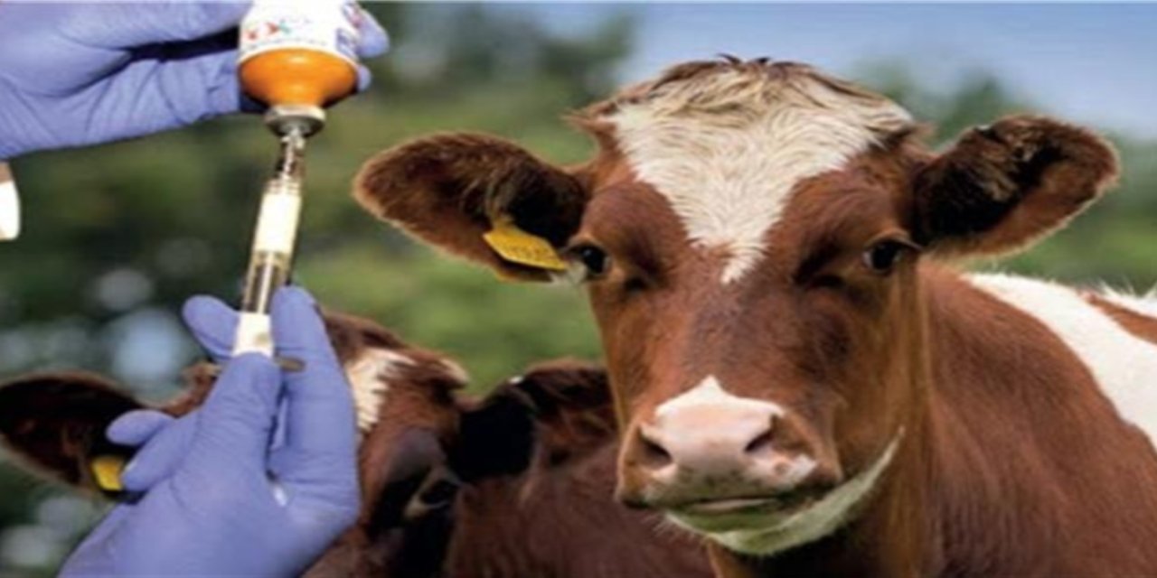 Kütahya’da kapatılan bazı hayvan pazarları açılıyor