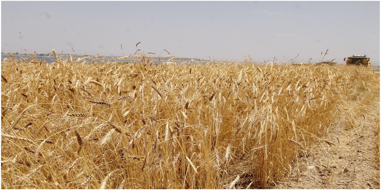 Anadolu Tarım İşletmesi 327 ton buğdayı satışa çıkarıyor