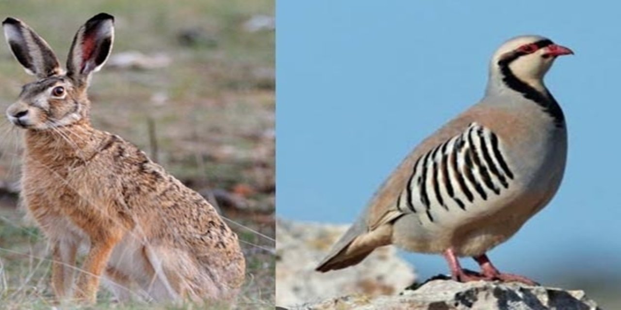 Siirt’te keklik, yaban tavşanı ve tilki avı sezonu kapandı