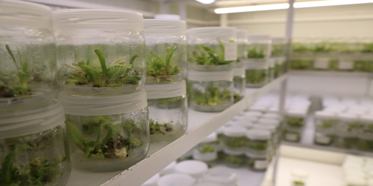 “Şifa deposu” ak zambak, üniversite laboratuvarında çoğaltılıyor