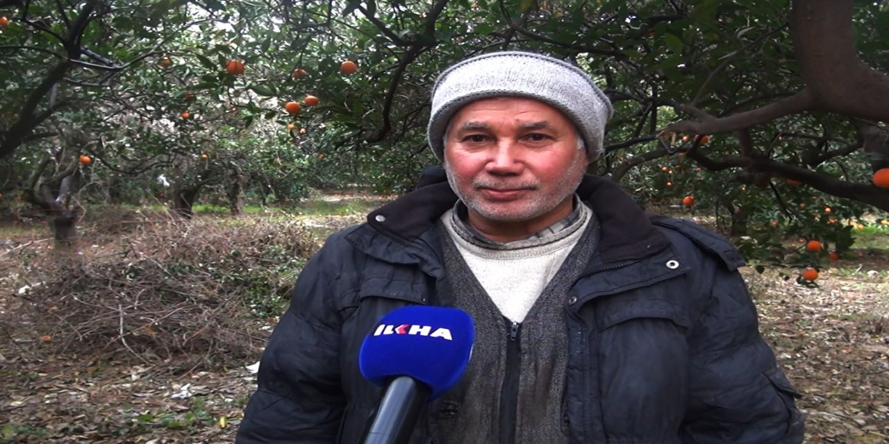 Don tehlikesi narenciyeyi vurdu, küçük üretici çaresiz kaldı