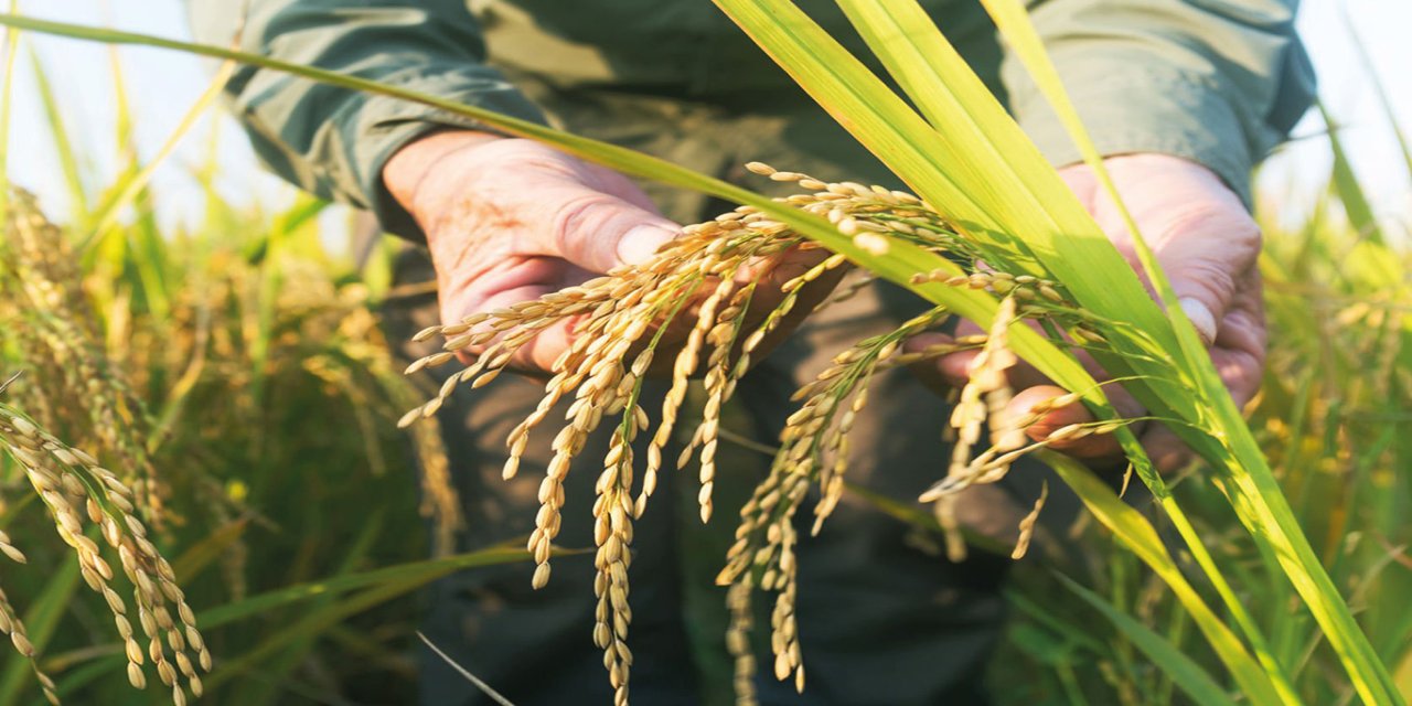 TMO çeltik alım fiyatlarını açıkladı