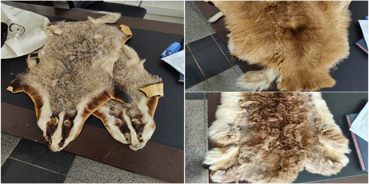 Kilis’te sınır kapısında hayvan postları ele geçirildi