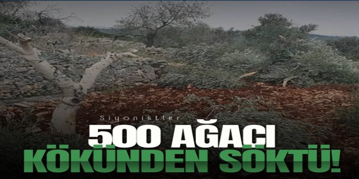 El Halil'de işgalci siyonistler 500 ağacı kökünden söktü