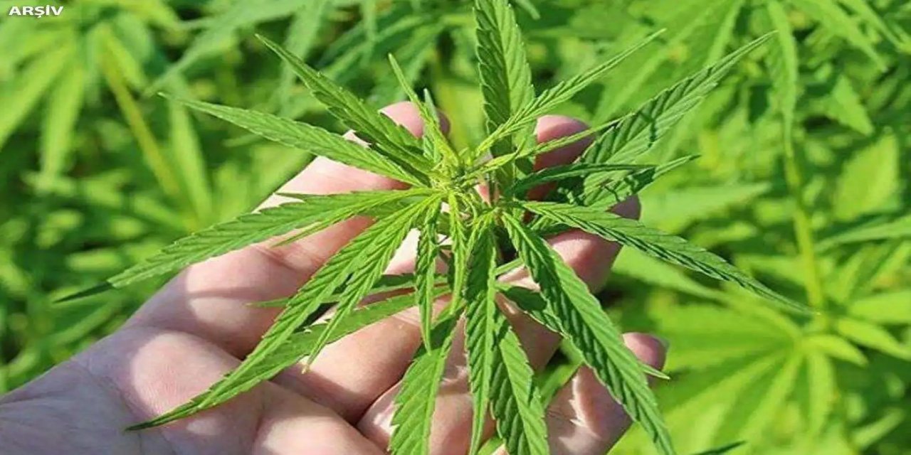 Kenevir üretimine 21 ilde izin