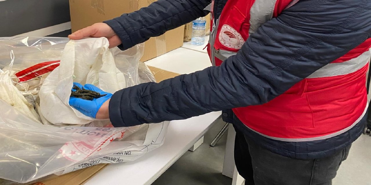 İstanbul Havalimanı’nda 200 bin adet kaçak tıbbi sülük ele geçirildi