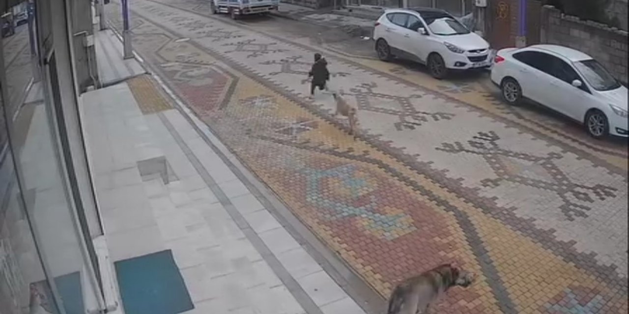 Köpeklerin saldırısına uğrayan çocuğu esnaf kurtardı