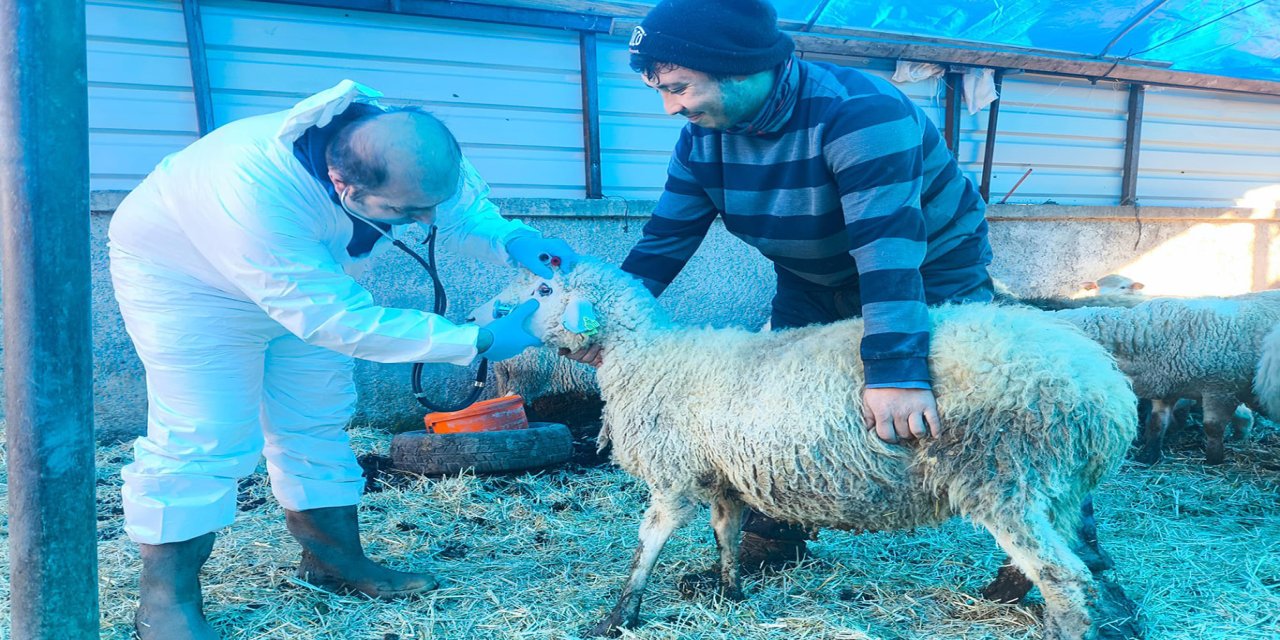 Karadeniz’in ilk hastalıktan ari koyunculuk işletmesi Giresun’da kuruldu