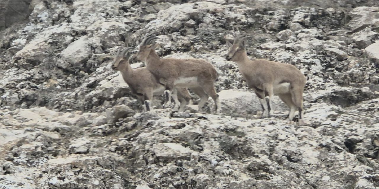Dağ keçilerinin doğal yaşamı kameralara yansıdı