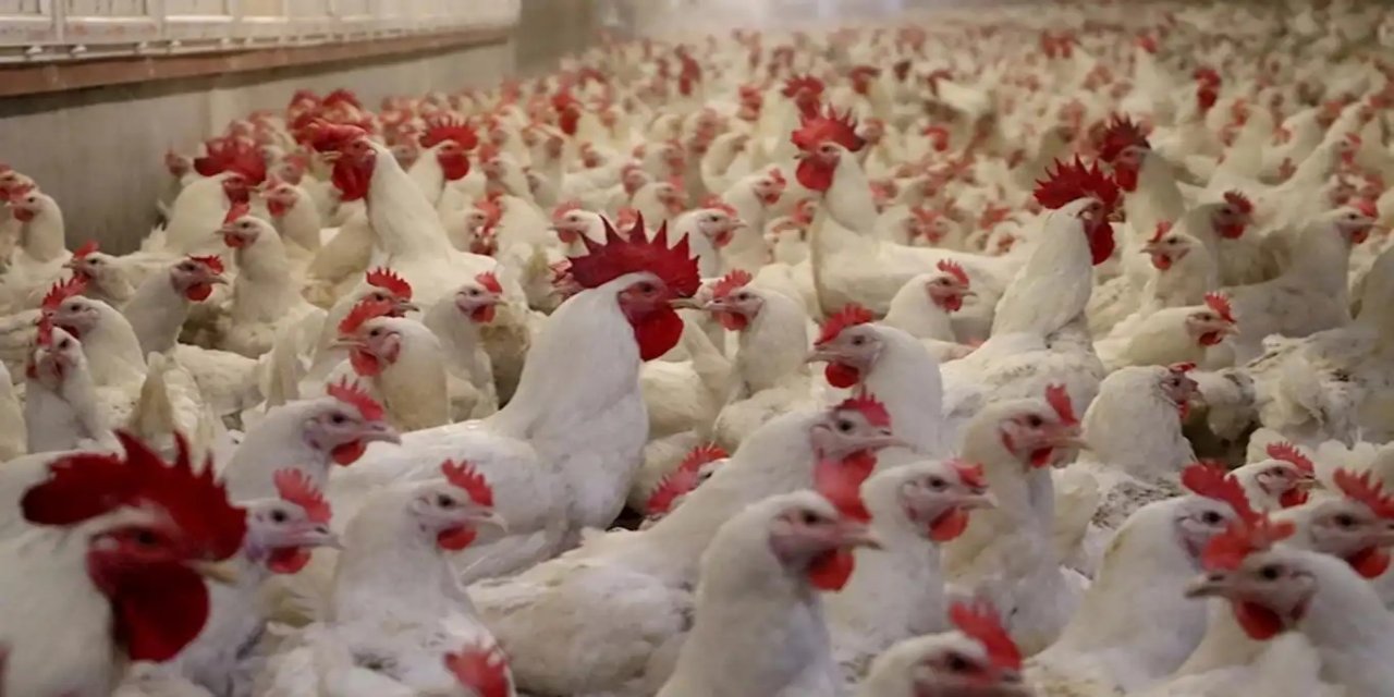 Ticaret Bakanlığı tavuk ihracatını durdurdu