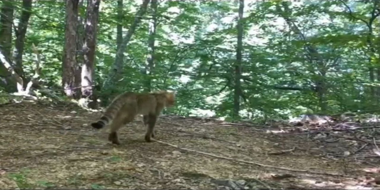 Bursa'da yaban kedisi foto kapanla görüntülendi