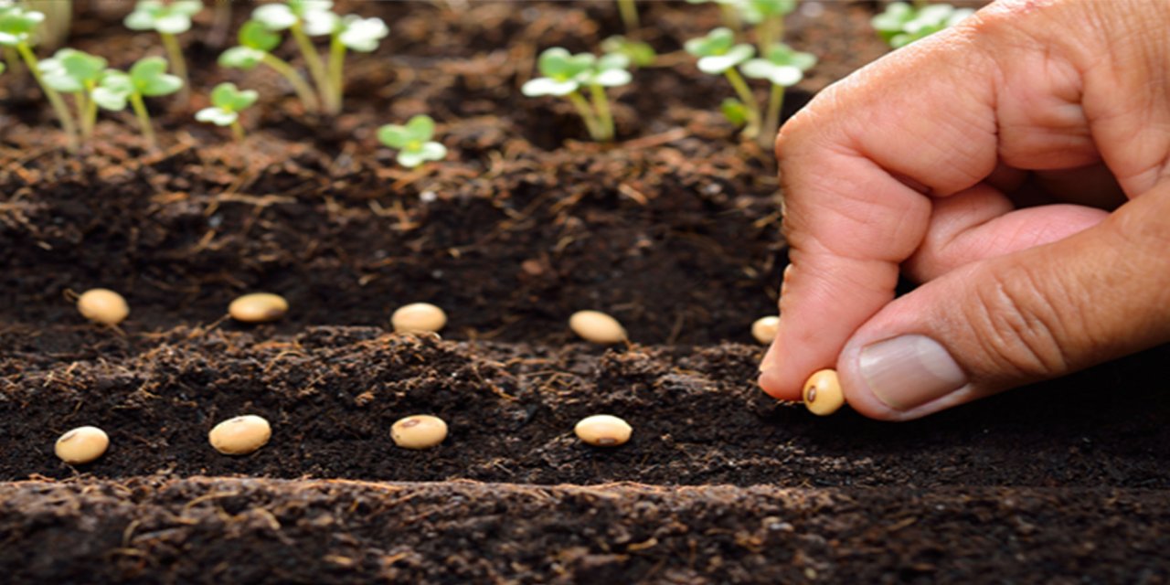 Sertifikalı tohum üretimi ve ihracatında yükseliş sürüyor