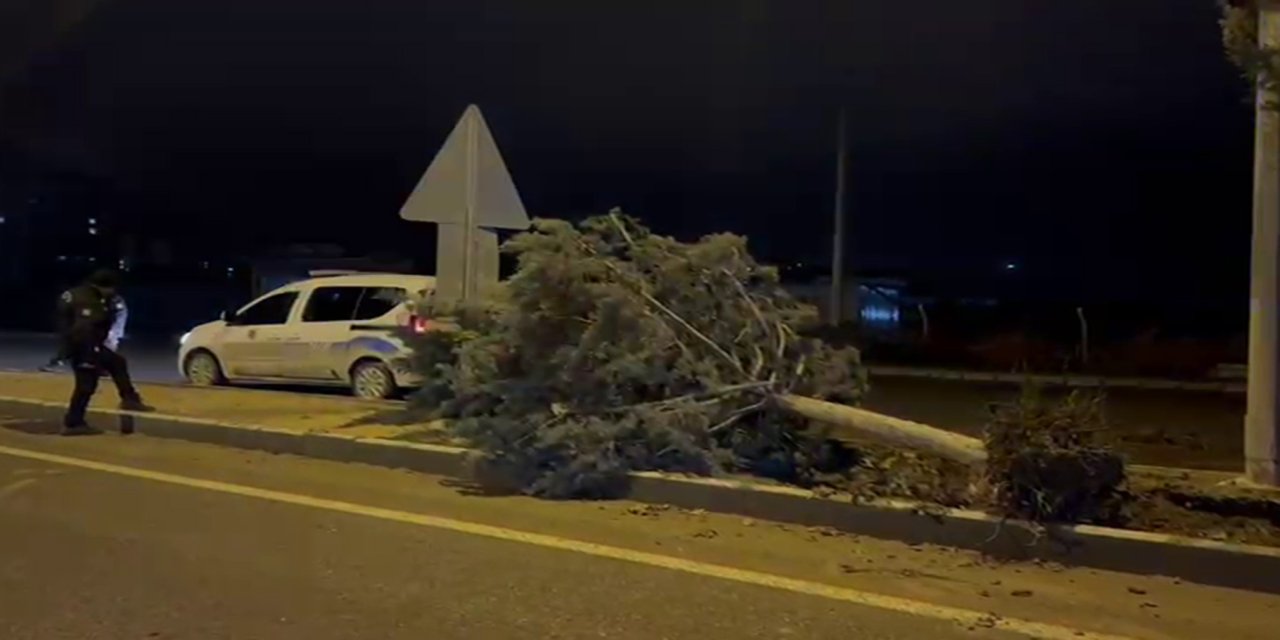 Malatya'da fırtına ağaçları kökünden söktü