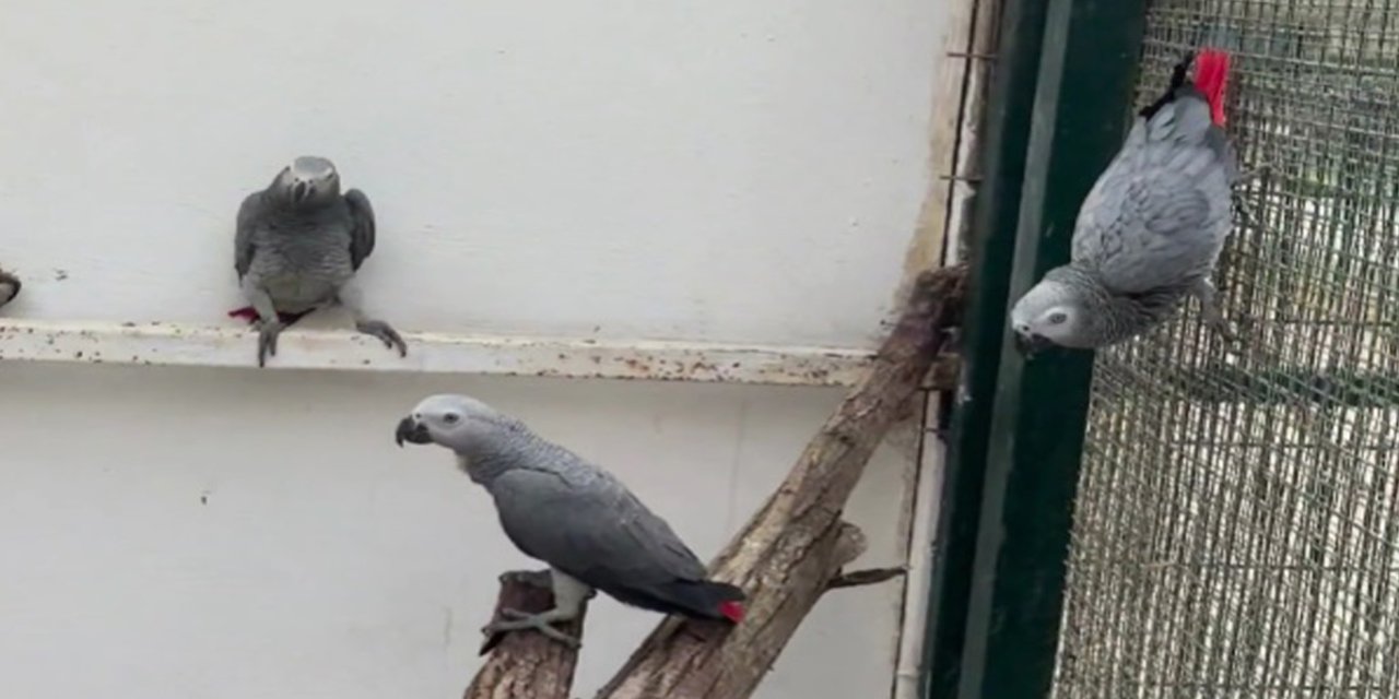 İstanbul Havalimanı’nda 20 Afrika gri papağanı ele geçirildi