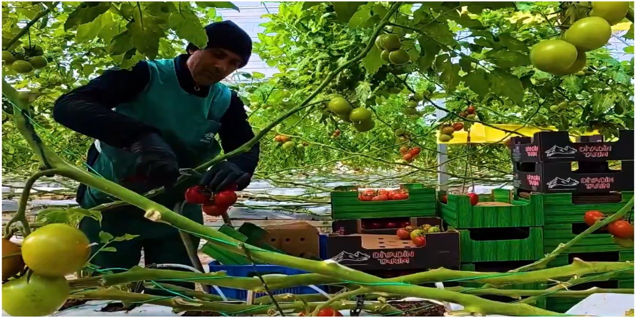 Bakan Yumaklı’dan “Karlar altında domates üretimi” paylaşımı