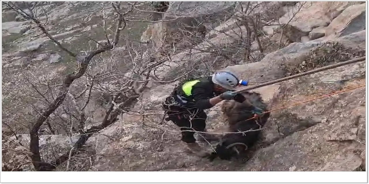 Kayalıklarda mahsur kalan keçiler halatla kurtarıldı