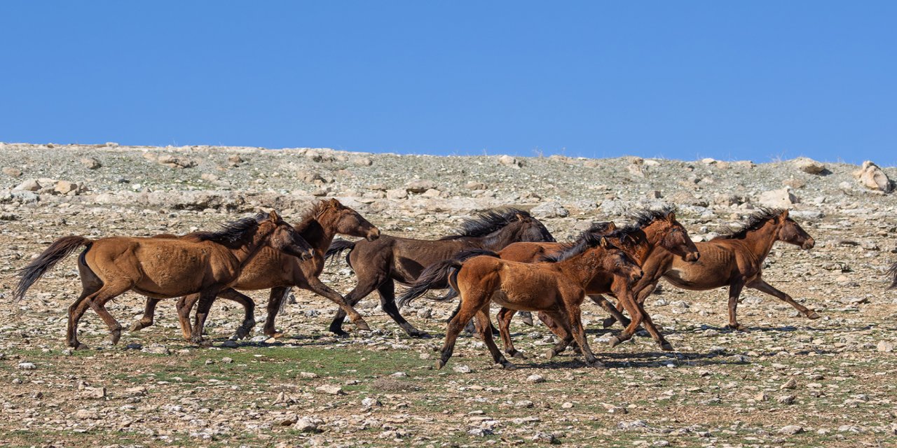 Batman'da yılkı atları gün doğumunda görüntülendi