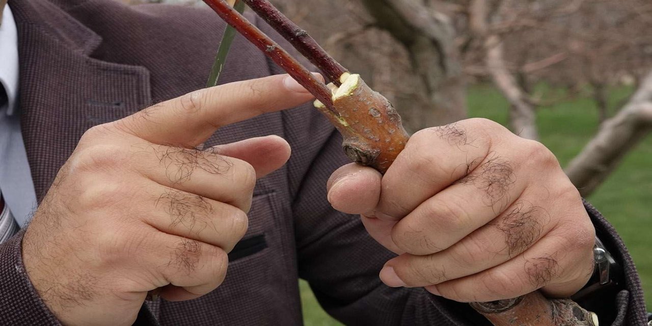 Bingöl Tarım ve Orman Müdürlüğünden ceviz üreticilerine aşı kalemi uyarısı