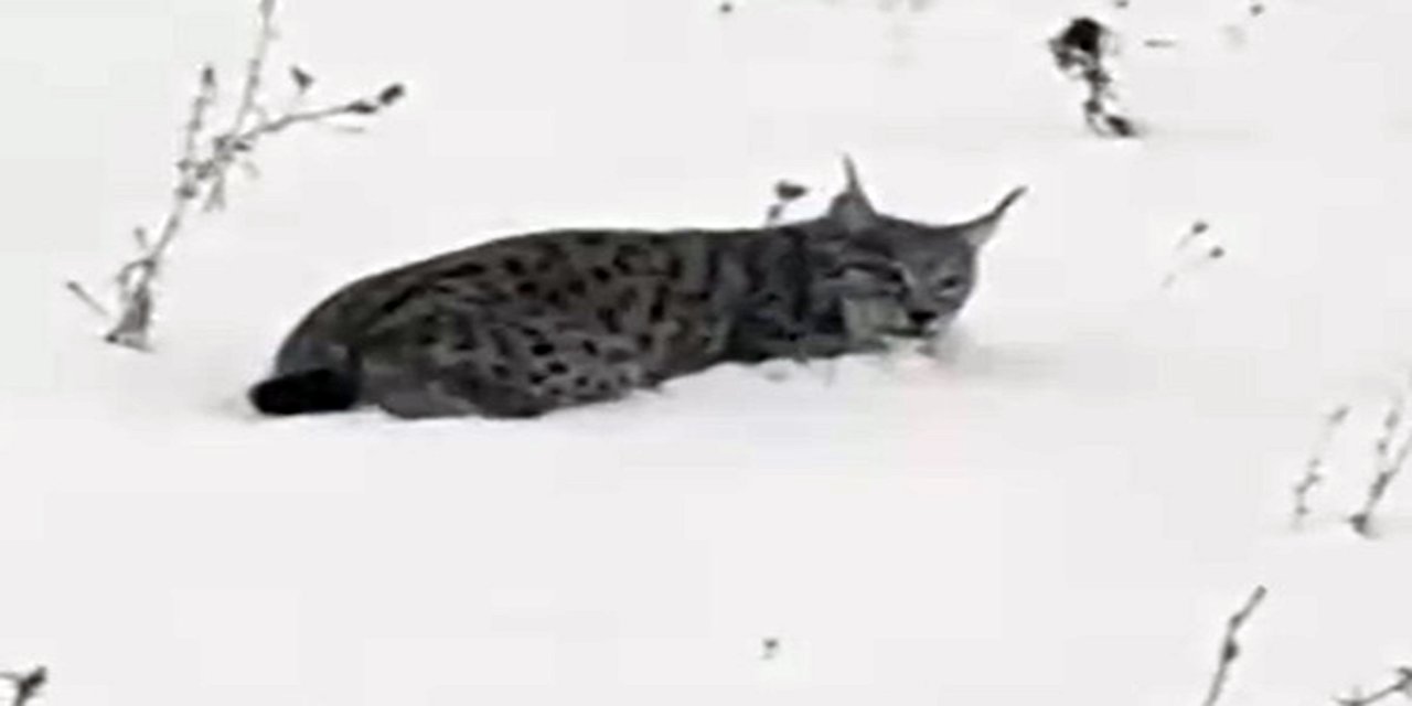 Ağrı’da yorgun düşen vaşak kameralara yansıdı