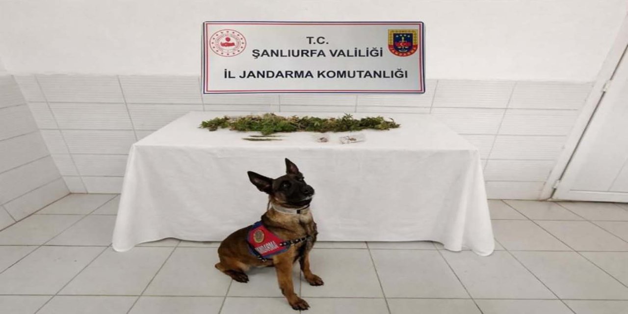 Şanlıurfa’da uyuşturucu operasyonu: Kenevir ele geçirildi