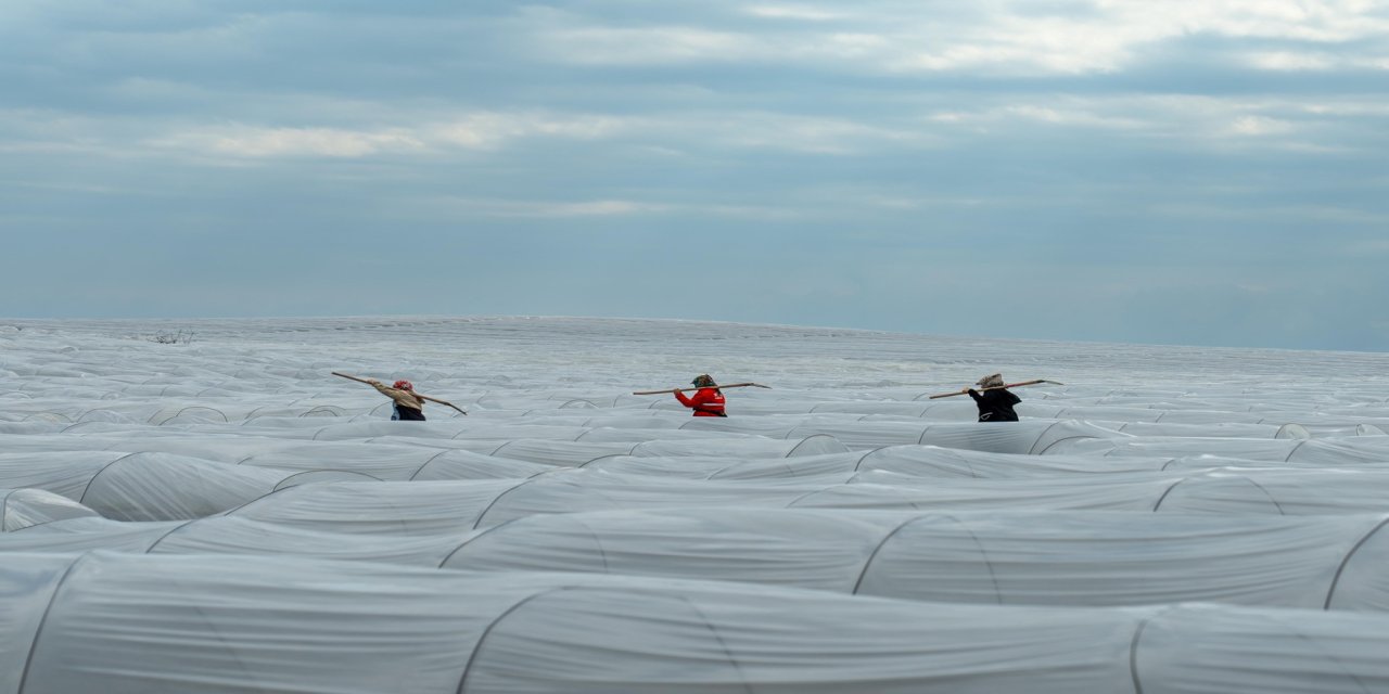 Adana’da örtü altı karpuz hasadında geri sayım başladı
