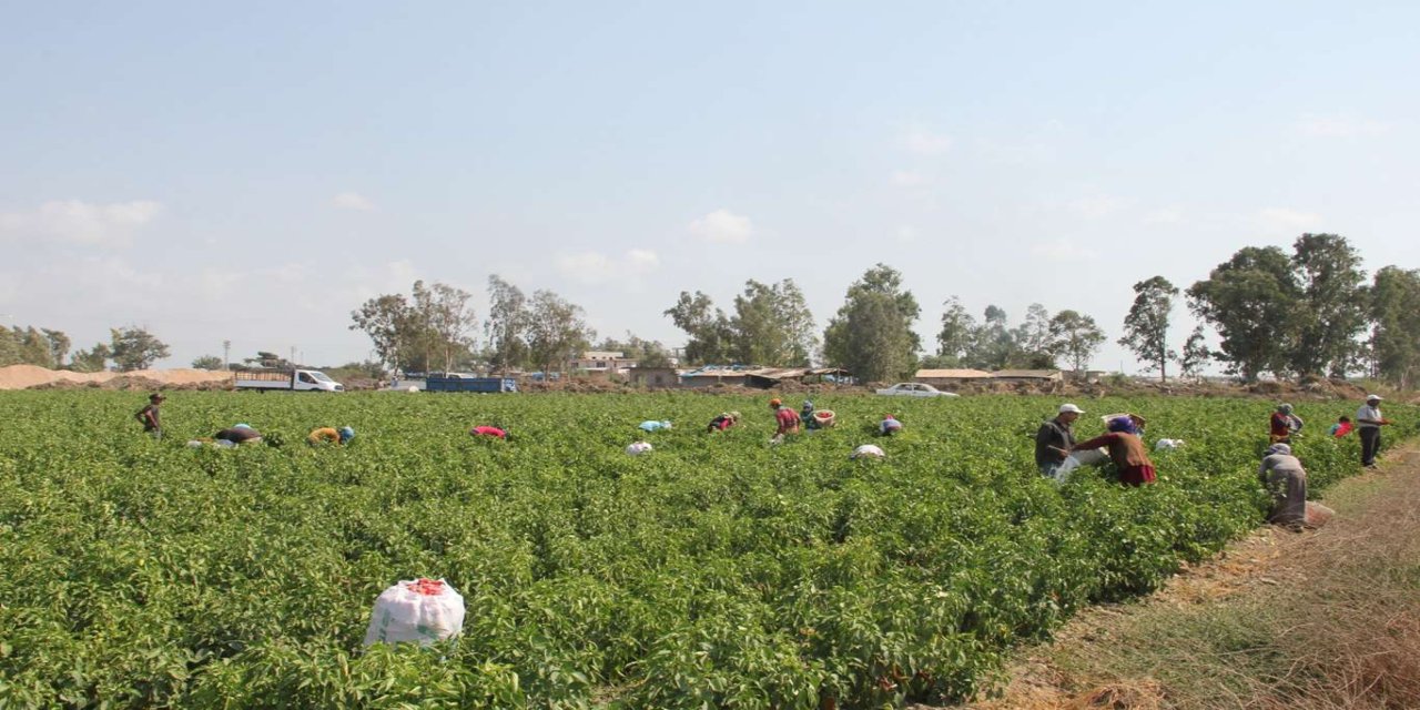 Tarım işçilerinin ücretleri 2025 yılında yüzde 37,8 arttı