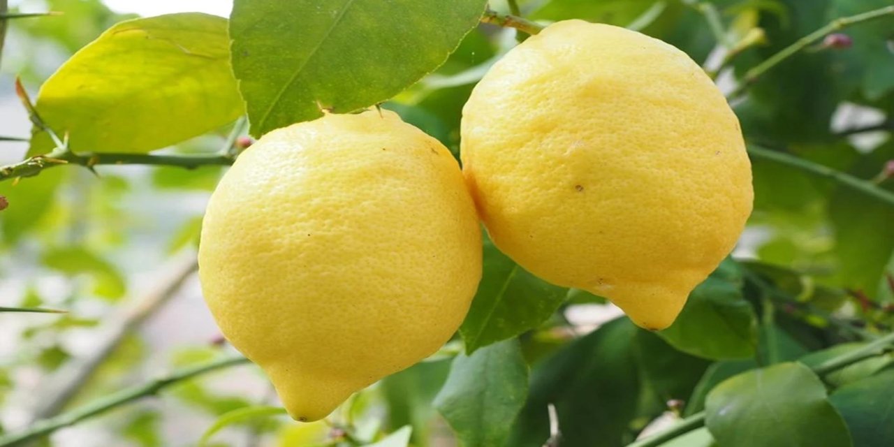 Limonda ithalat vergisi yeniden düzenlendi