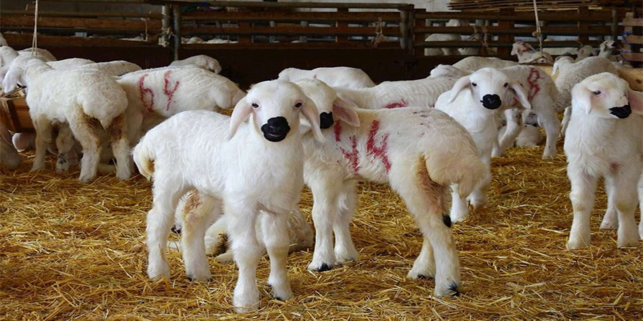 Kuzu ve oğlaklarda zorunlu aşı ve destekleme şartları açıklandı