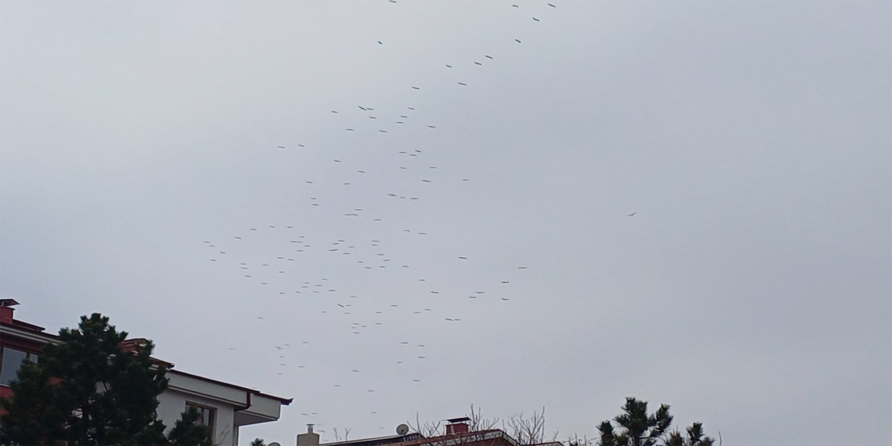Konya semalarında leylek göçü