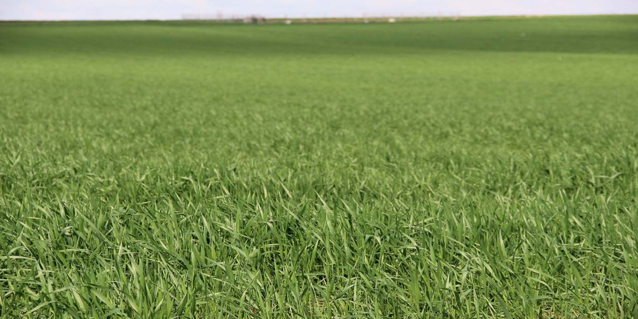 ZMO'dan çiftçilere kritik uyarı: Yağış sevindirdi, hastalık riski kapıda