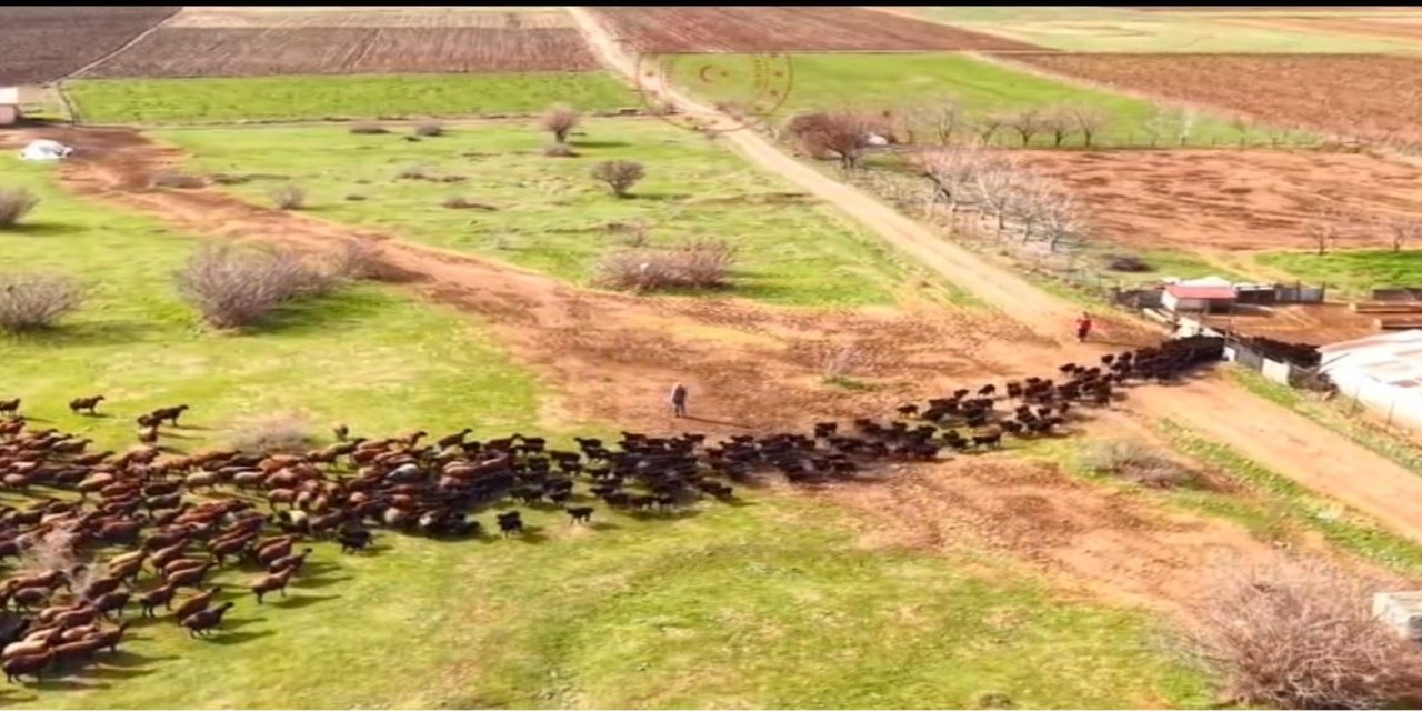 Bingöl’de kuzuların anneleriyle buluşma anı kalpleri ısıttı
