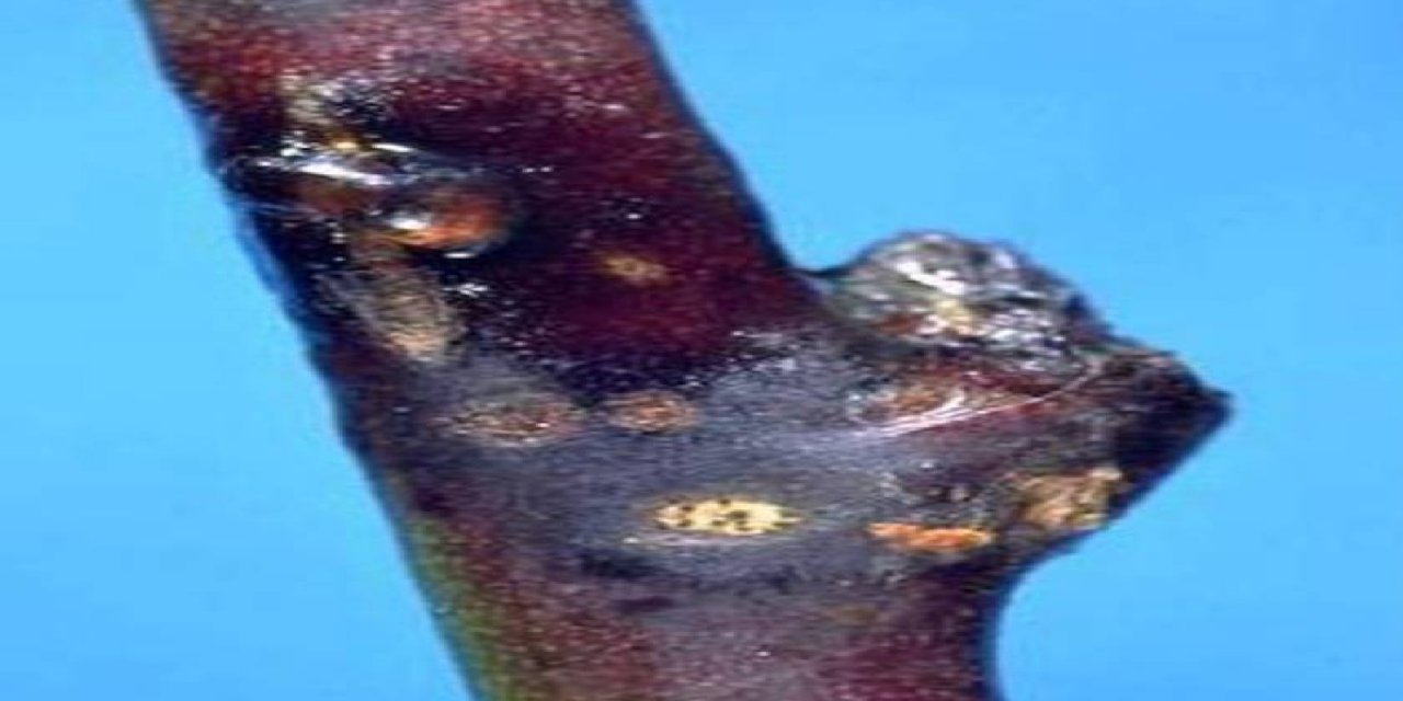 Kayısıda çil hastalığına karşı üreticilere kritik uyarı