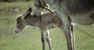 Nijer, eşek ihracatını yasakladı