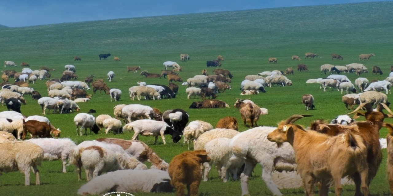 Küçükbaş hayvancılığa 100 baş destek: Başvurular başladı