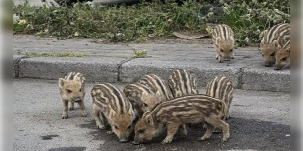 Balçova’da yaban domuzları park alanlarına indi